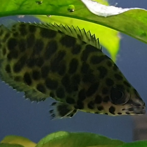 Ctenopoma acutirostre