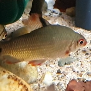 Distichodus species "Lefini"