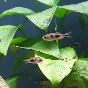 Enteromius hulstaerti