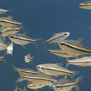 Nannaethiops unitaeniatus