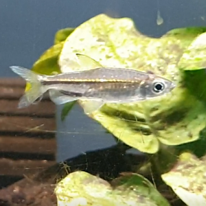 Rhabdaestes septentrionalis