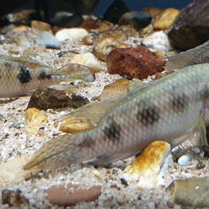 Thysochromis ansorgii