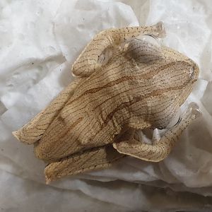 Borneo eared tree frog - Polypedates otilophus