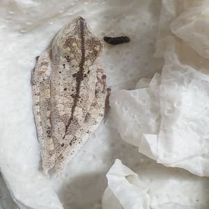 Blue-flanked tree frog - Hyla calcarata