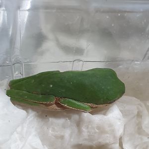 Tiger-legged monkey frog - Phyllomedusa tomopterna