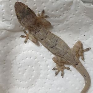 Hemidactylus brookii