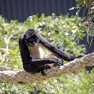 Black-handed spider monkey