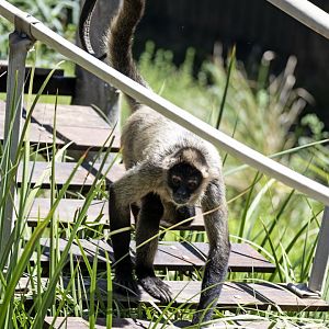 Black-handed spider monkey