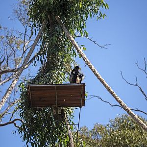 Black-handed spider monkey