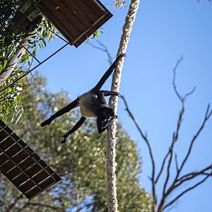 Black-handed spider monkey