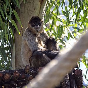 Black-handed spider monkey