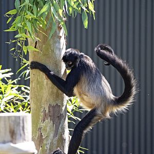Black-handed spider monkey