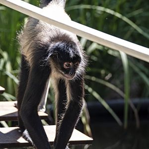 Black-handed spider monkey