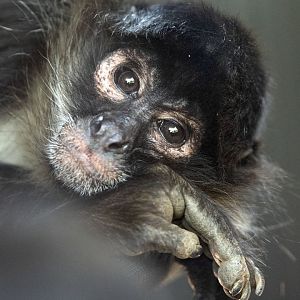 Black-handed spider monkey