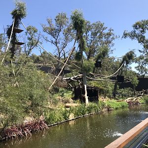 New spider monkey exhibit