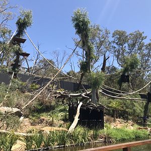 New spider monkey exhibit