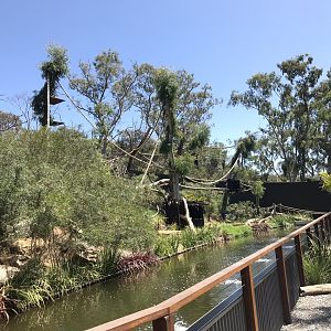 New spider monkey exhibit