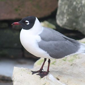 Franklin's Gull