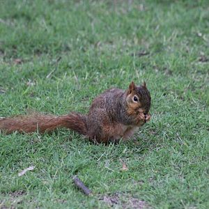 Western Fox Squirrel
