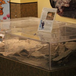 Kangaroo-Rat & Taranula Terrariums