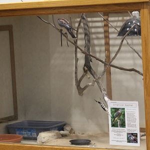 American Kestrel Enclosure