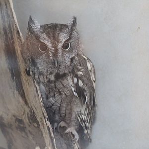 Eastern Screech-Owl