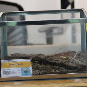 Beetle Terrarium