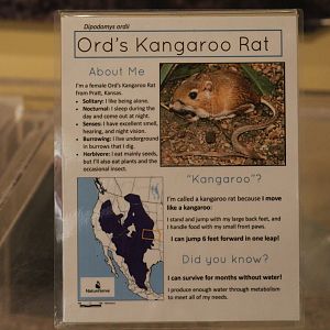 Ord's Kangaroo-Rat Signage
