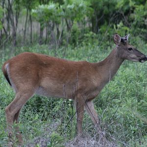 White-Tailed Deer