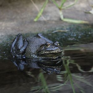 American Bullfrog