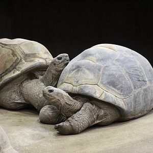 Aldabra Giant Tortoises