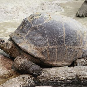 Aldabra Giant Tortoise