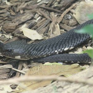 Indochinese Spitting Cobra