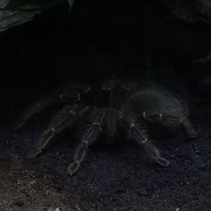 Brazilian Salmon-Pink Birdeater