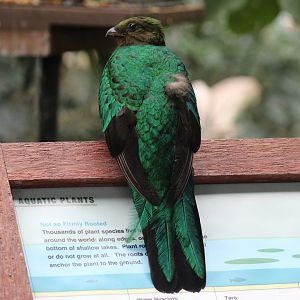 Golden-Headed Quetzal