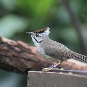 Taiwan Yuhina