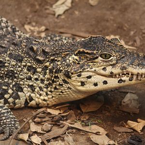 Cuban Crocodile