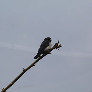 White-Breasted Woodswallow