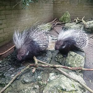 Southern African Crested Porcupines 21/02/20