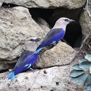 Blue-Bellied Rollers