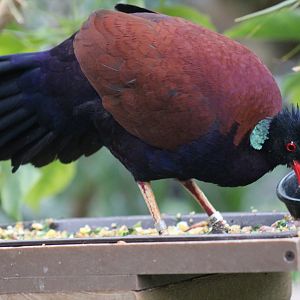 Green-Naped Pheasant-Pigeon
