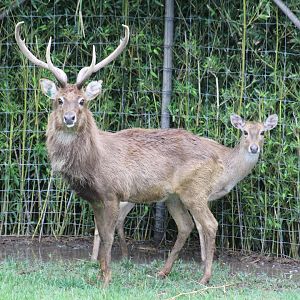 Burmese Brow-Antlered Deer