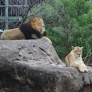 Southern Lions