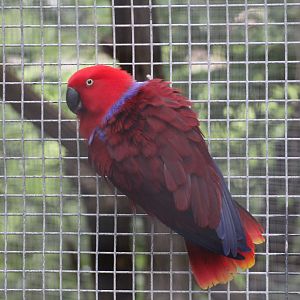 Moluccan Eclectus Parrot