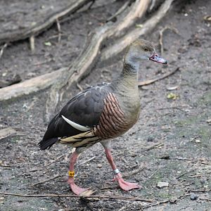 Plumed Whistling-Duck