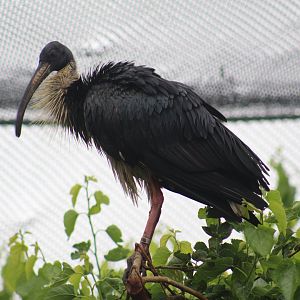 Straw-Necked Ibis