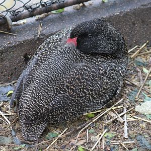 Freckled Duck