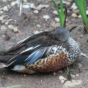 Australasian Shoveler