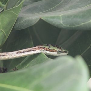 Southern Twig Snake