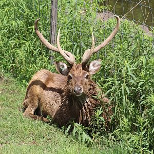 Burmese Brow-Antlered Deer